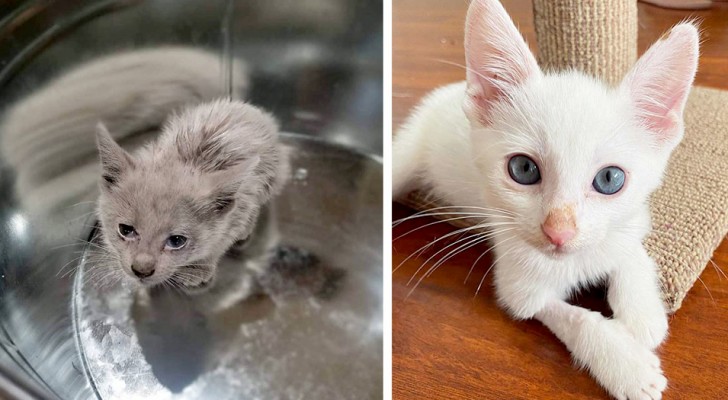 Un chaton est retrouvé recouvert d’huile de moteur : après avoir été lavé, il révèle toute sa beauté