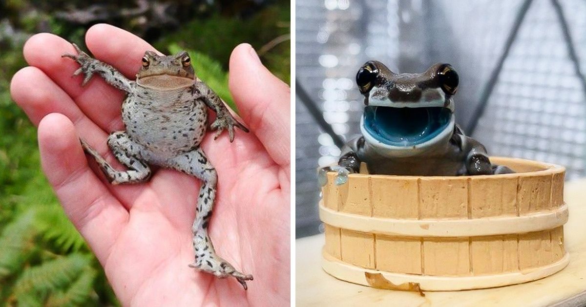 15 Amphibiens qui prouvent quâils peuvent Ãªtre des animaux de compagnie aussi mignons quâadorables