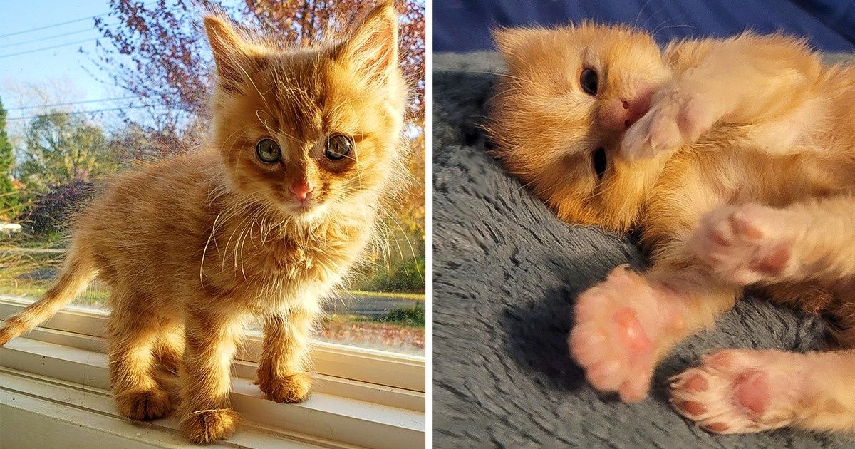 20 Photos qui prouvent que les chats roux sont vraiment spÃ©ciaux