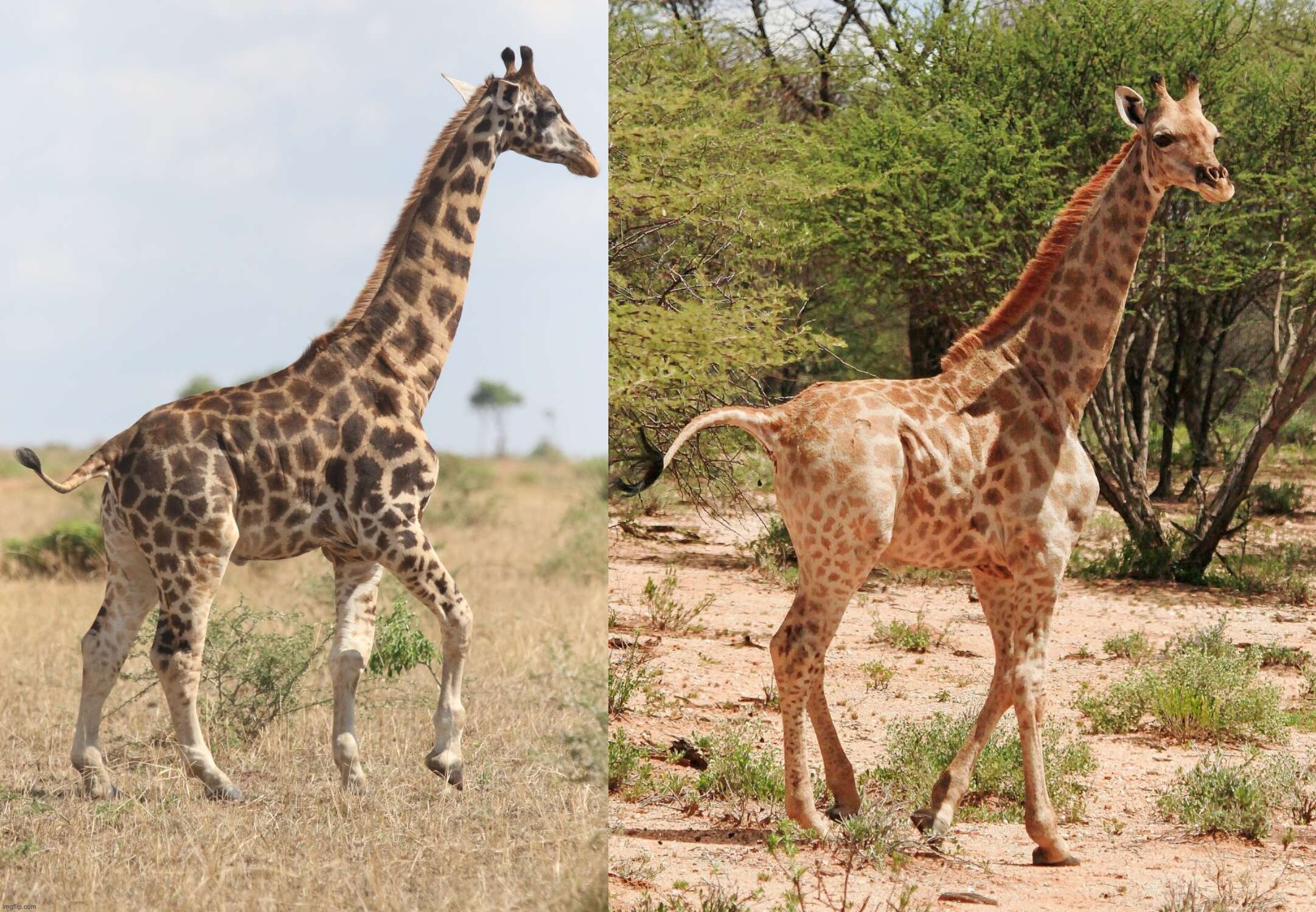 Deux girafes “naines” repérées pour la première fois à l’état sauvage