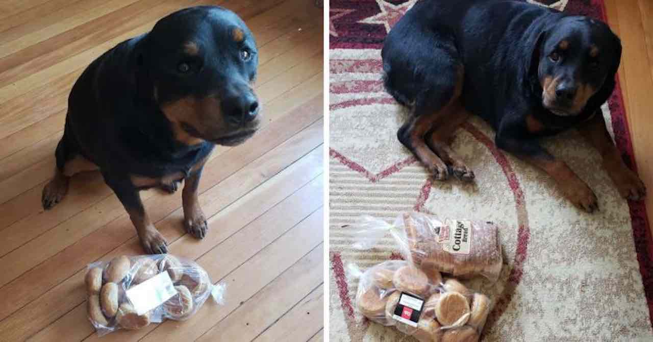 Ce chien veille sur le pain chaque fois que sa famille quitte la maison