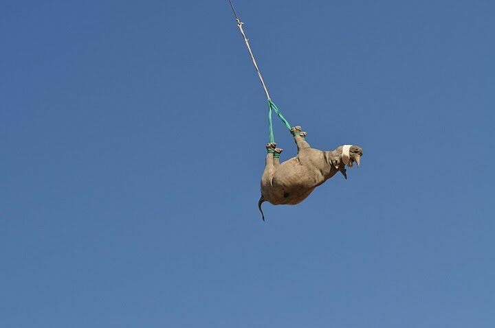 Pour déplacer les rhinocéros, l’hélicoptère est la meilleure option