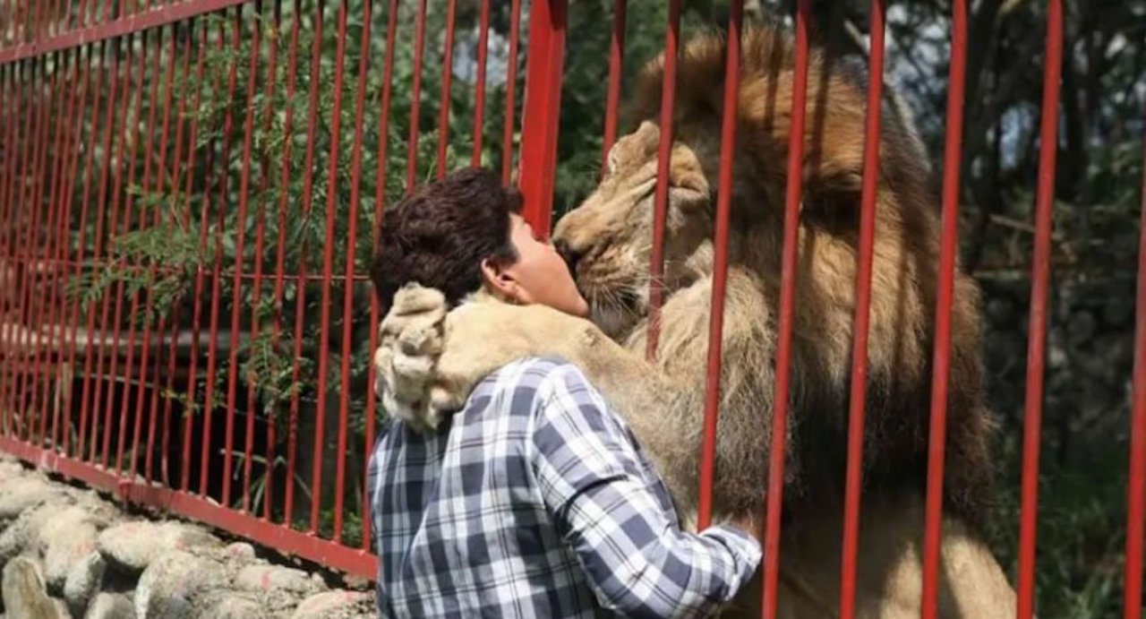 Dans les derniers jours de sa vie, un lion dit adieu à une soignante qui a pris soin de lui pendant 20 ans. Émouvant !