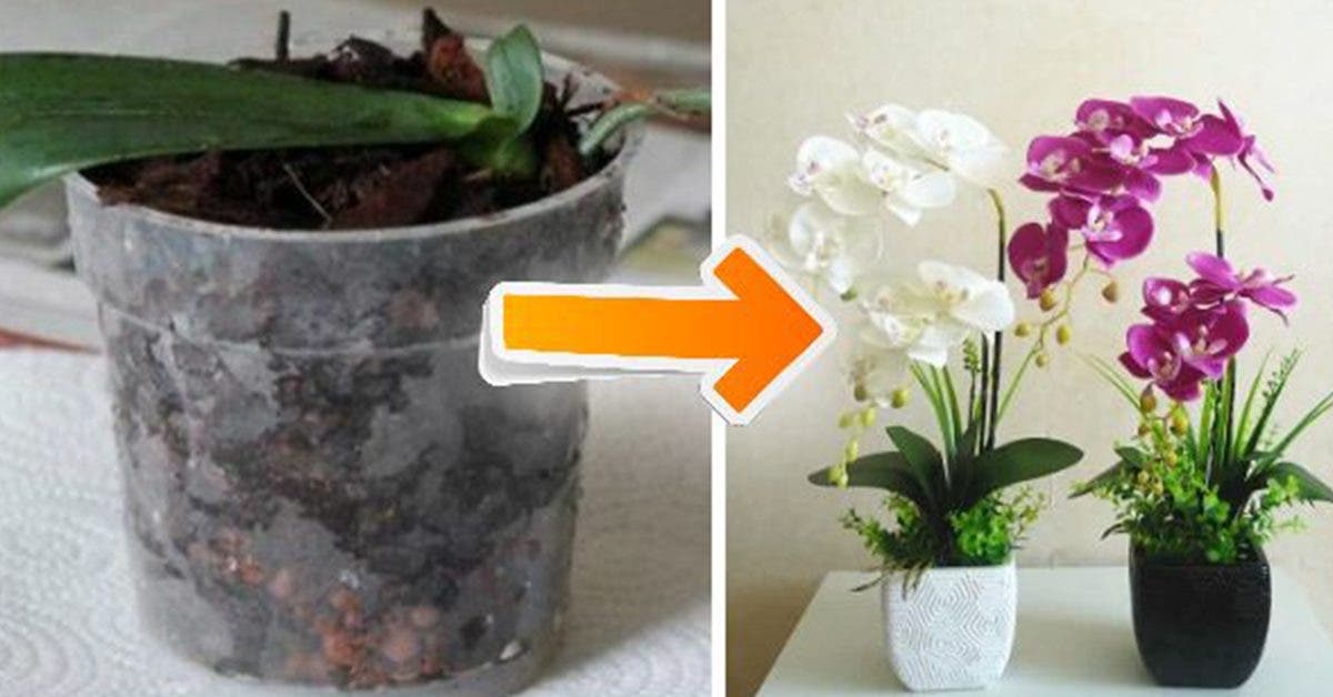 10 conseils simples et pratiques pour faire fleurir des orchidées à la maison