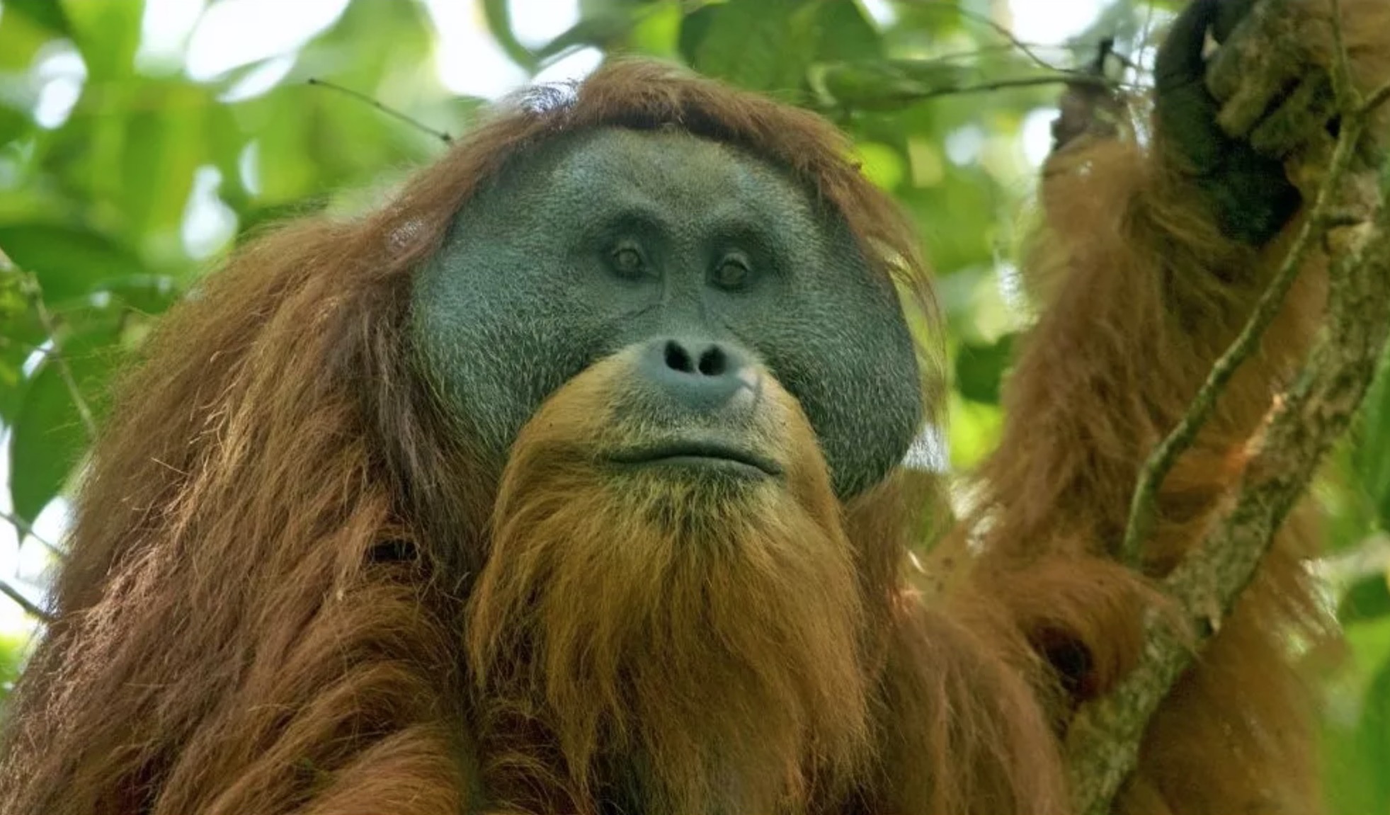 Le grand singe le plus rare du monde se rapproche de l’extinction
