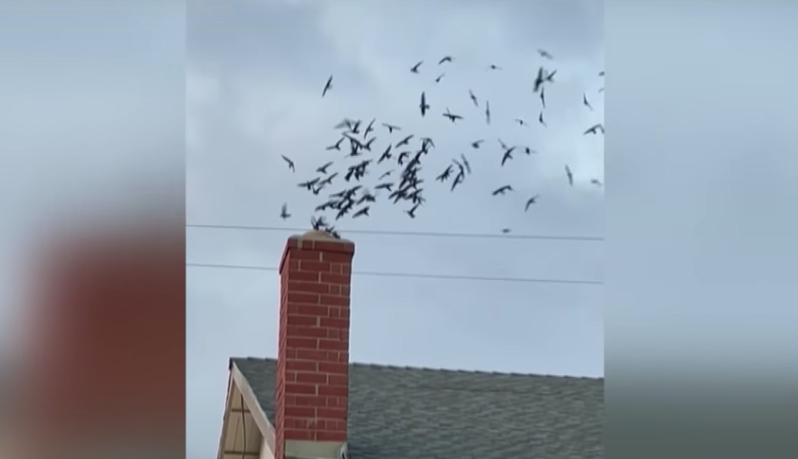 Vidéo : quand des centaines d’oiseaux envahissent une maison par la cheminée