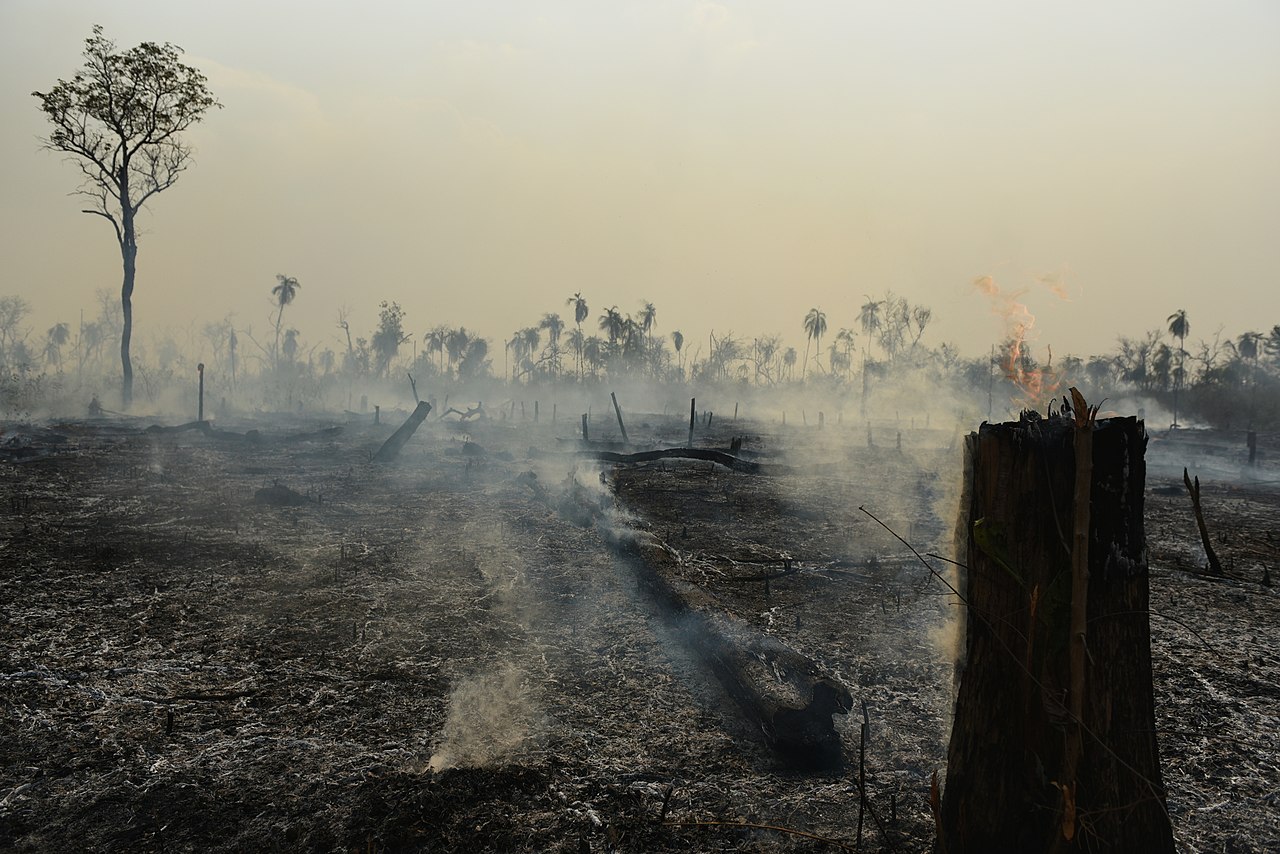 La déforestation établit un nouveau record en Amazonie brésilienne