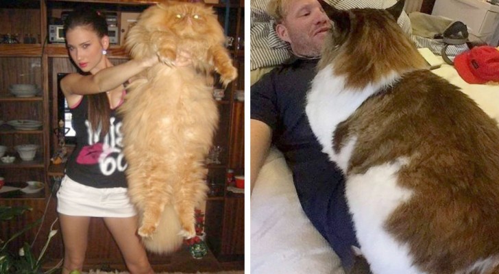 15 chats si énormes qu’ils ne se rendent même pas compte de leur taille