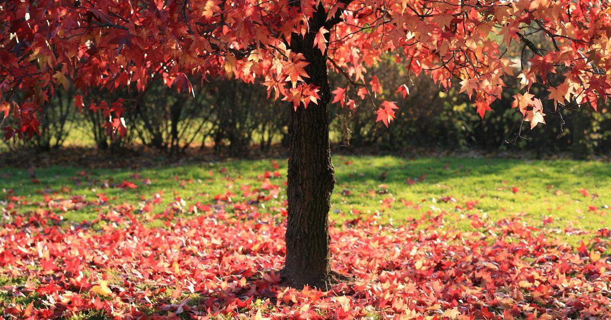 Doit-on ramasser les feuilles d’automne sur le terrain ou pas?