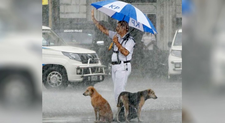 Un agent de la circulation partage son parapluie avec deux chiens errants : il voulait les protéger de la pluie battante