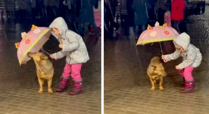 Une petite fille décide de protéger son chien de la pluie battante avec son parapluie : les photos sont adorables