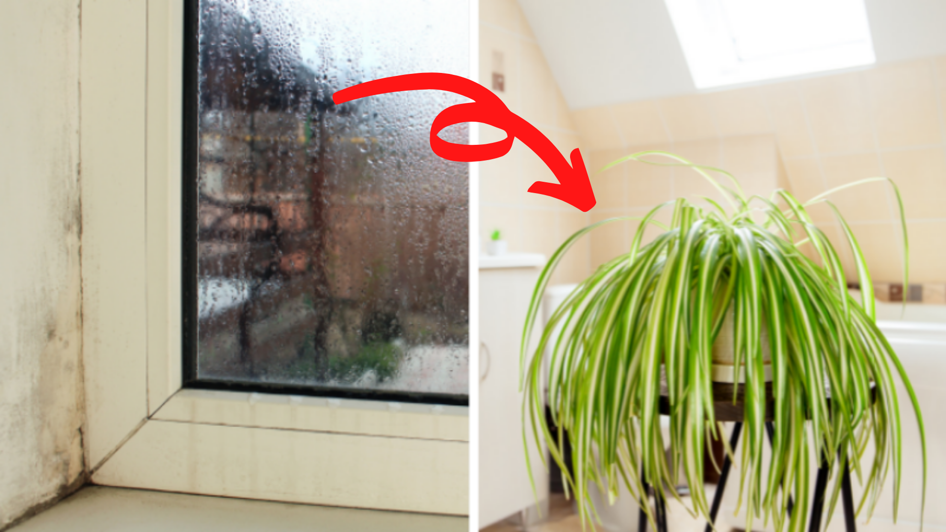 12 plantes d’intérieur pour combattre l’humidité à la maison