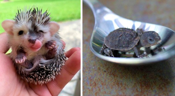 Ces 15 animaux miniatures nous montrent que la beauté est dans les petites choses