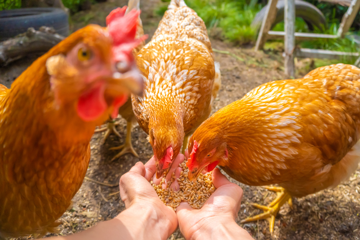 15 aliments qui sont interdits aux poules – Astuces de grand mère
