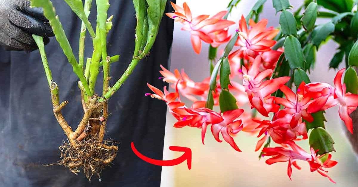 N’achetez plus d’orchidées cactus, voici comment en reproduire à l’infini à partir de tiges