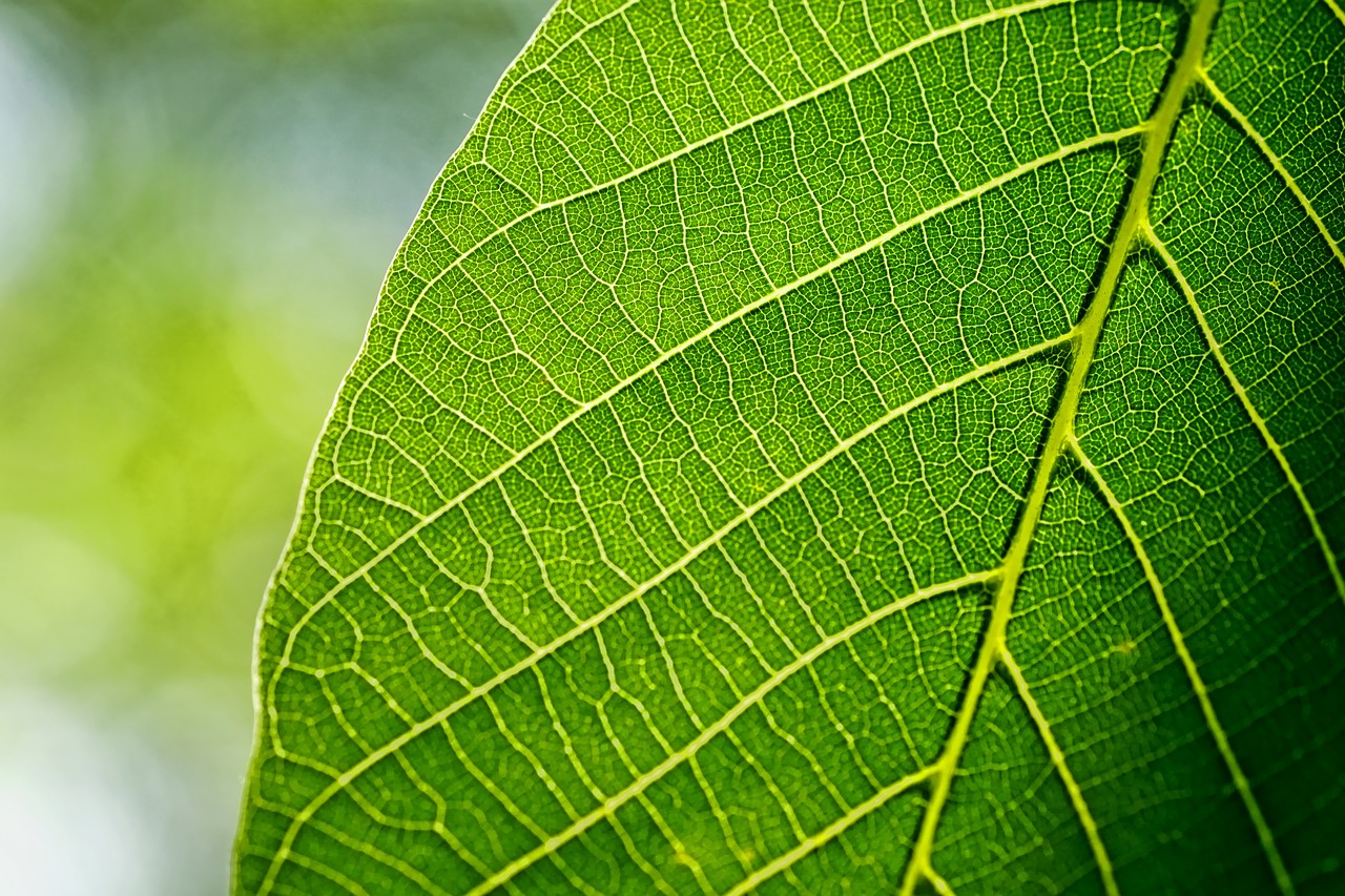 Ces feuilles artificielles capturent 100 fois plus de CO2 que les feuilles naturelles