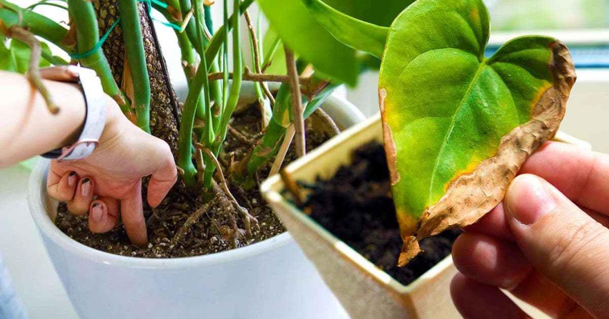 Les signes d’avertissement que vos plantes d’intérieur meurent – et comment les sauver