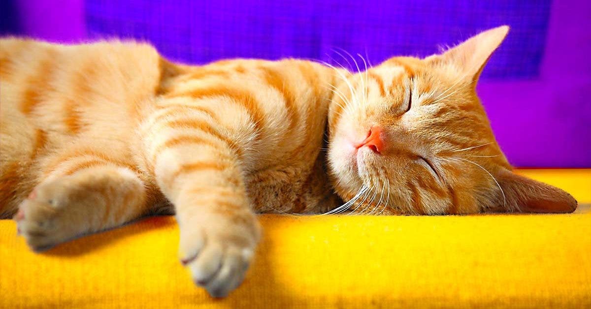 8 signes qui prouvent que votre chat va peut-être bientôt mourir