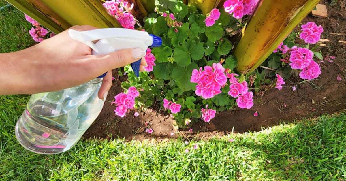 Comment utiliser le vinaigre dans votre jardin ? Une astuce insoupçonnée pour protéger vos plantes