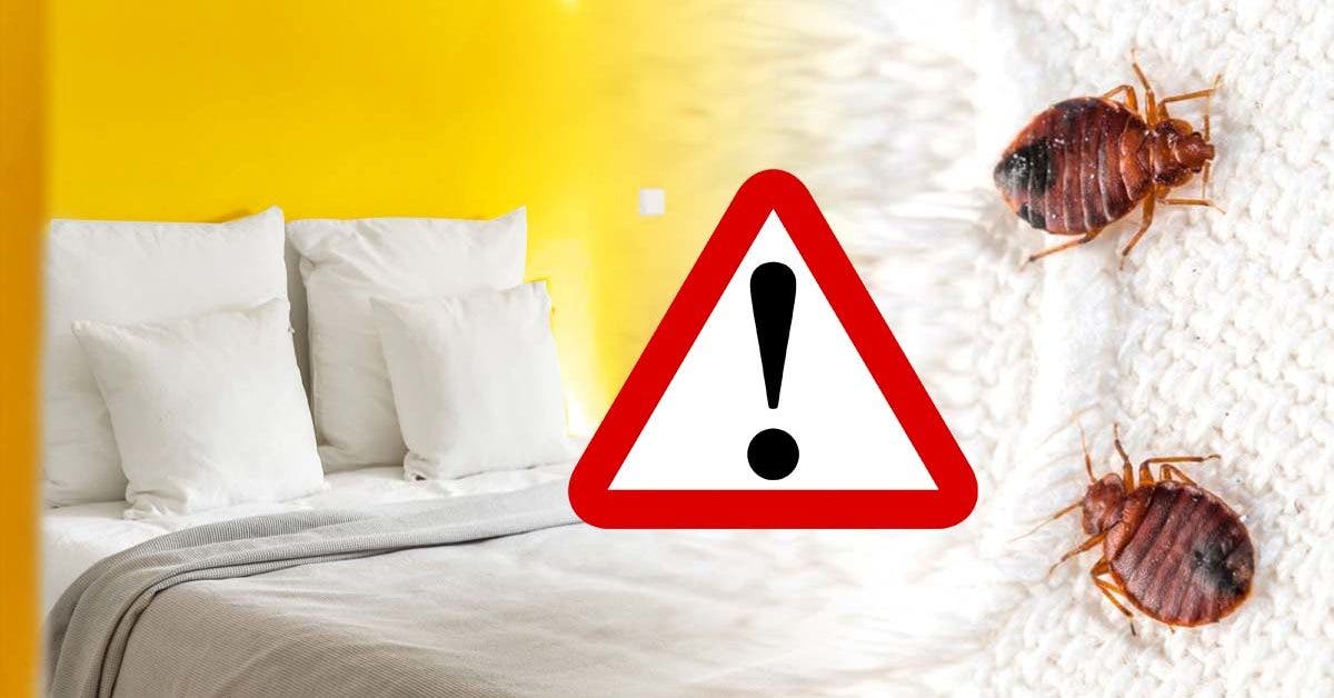 Voici le moyen le plus simple pour savoir si votre chambre d’hôtel est infesté de punaises de lit (et comment s’en débarrasser ?)