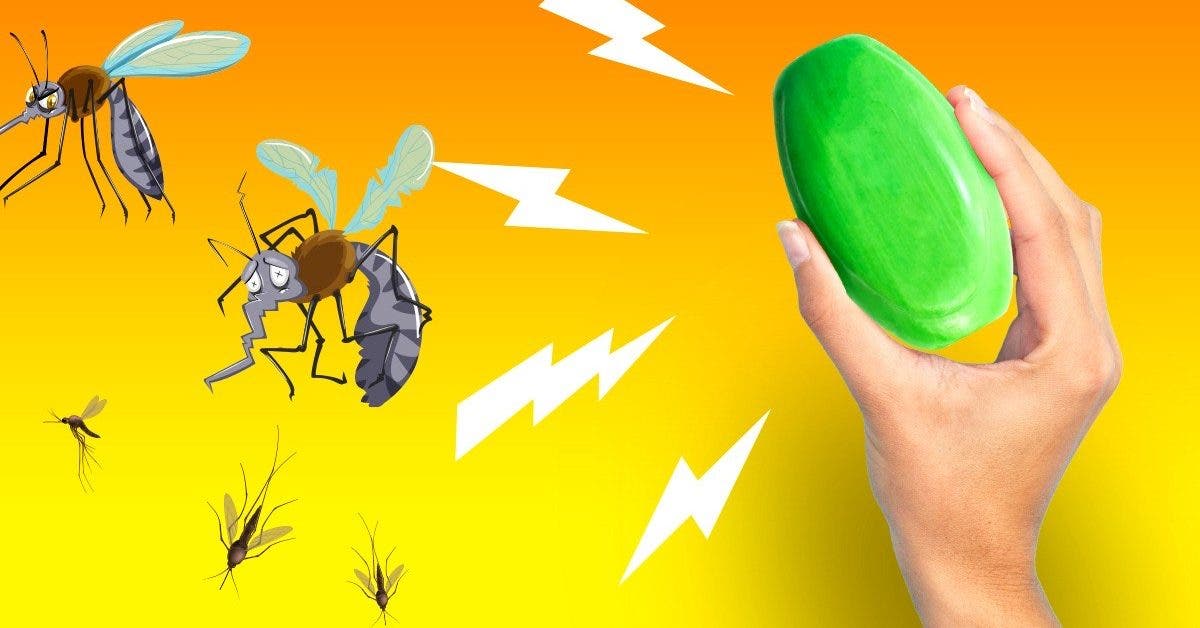Débarrassez-vous des moustiques avec ce savon : il crée une barrière protectrice qui les éloigne