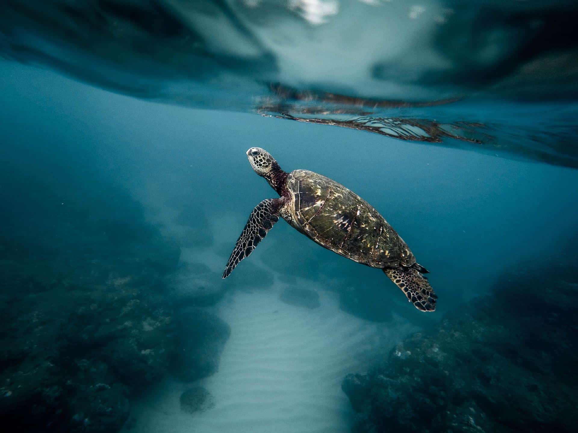 Désormais, la plupart des tortues marines de Floride sont des femelles. Voici pourquoi