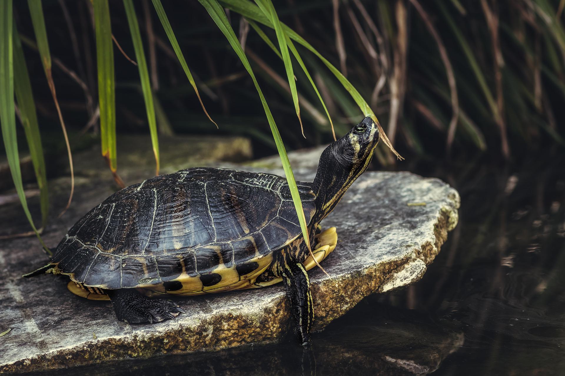 Les tortues peuvent-elles vraiment respirer par les fesses ?