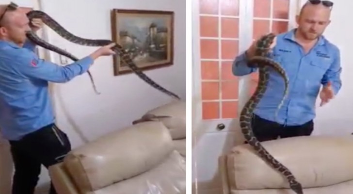 Ils trouvent un python à l’intérieur du canapé : un professionnel doit l’en sortir (+ VIDEO)