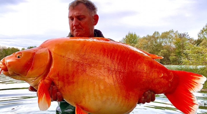 Un pêcheur trouve un poisson rouge géant : ‘C’était un coup de chance, son poids est un record’