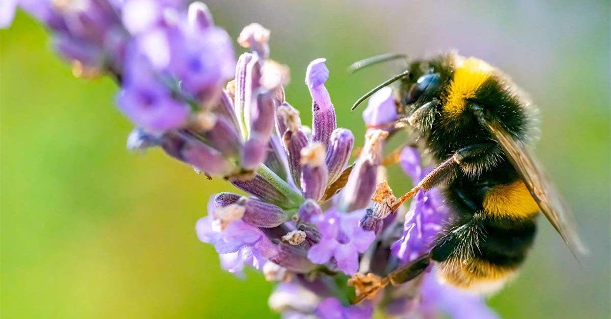 Comment peux-t-on protéger les abeilles ?