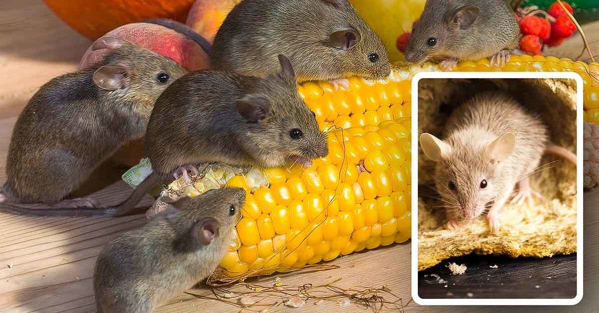 Un agriculteur partage une astuce économique pour se débarrasser des souris sans leur faire de mal