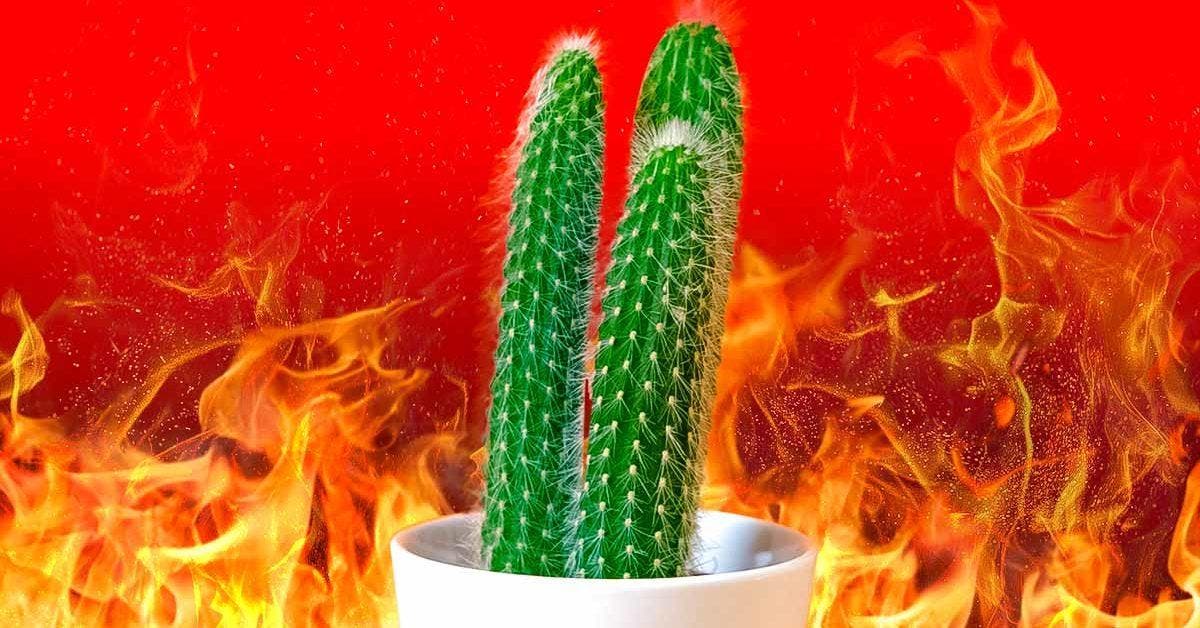 6 plantes résistantes au feu qui peuvent contenir des incendies : il est bon de les avoir à la maison