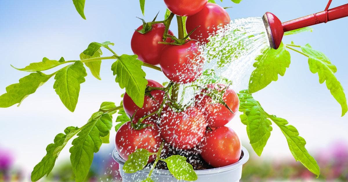 Arrosez les tomates avec ceci : les plants deviendront forts et fertiles