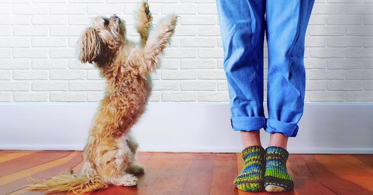 Comment faire en sorte que le chien ne saute pas sur les invités lorsqu’ils entrent à la maison ?