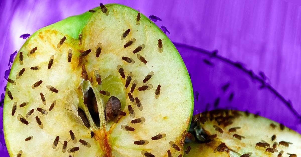 Comment se débarrasser des mouches à fruits ? Une astuce naturelle pour en finir avec le problème