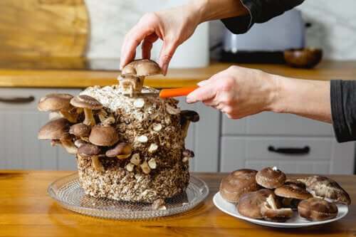 CrÃ©ez votre propre jardin de champignons comestibles Ã  la maison : guide du dÃ©butant