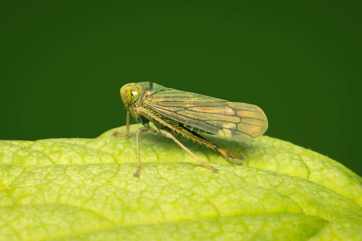 Cicadelles : 5 solutions efficaces pour y faire face au jardin