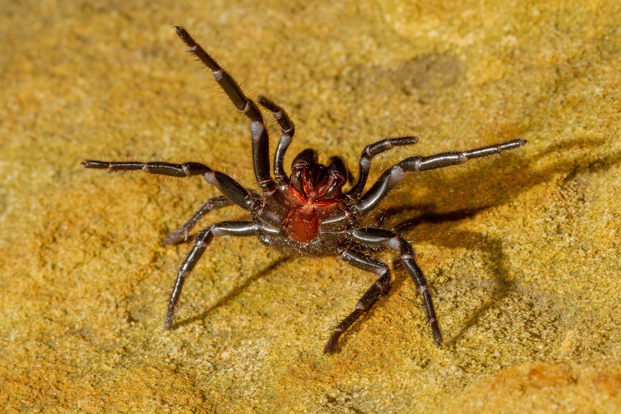 Quelle sont les araignées les plus dangereuses pour les humains ?