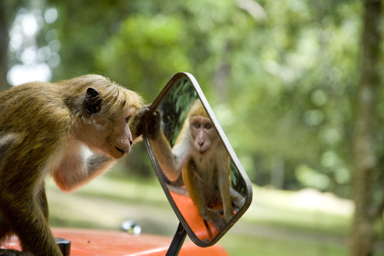 Savez-vous quels animaux peuvent se reconnaître dans un miroir ?