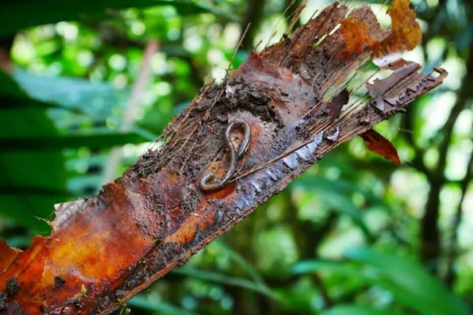 Des chercheurs découvrent une espèce de vers de terre dans les arbres