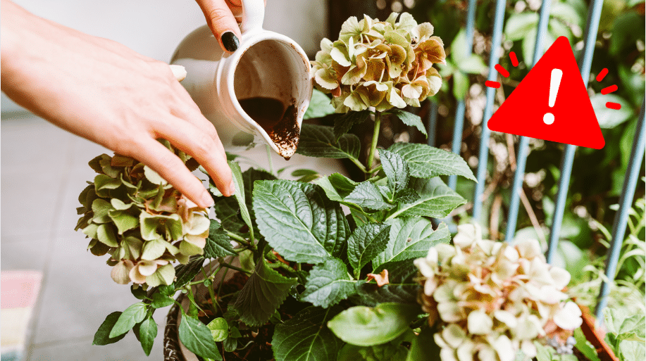 Marc de café au jardin : 7 erreurs qui peuvent tuer vos plantes
