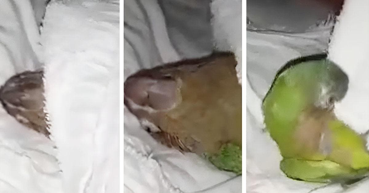 Un perroquet se plaint à chaque fois que son propriétaire retire la couverture dans une vidéo très drôle